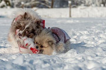 Fototapeta na wymiar Pomeranian spitz dogs playing in the snow at Christmas