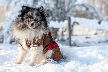 Pomeranian spitz dogs playing in the snow at Christmas