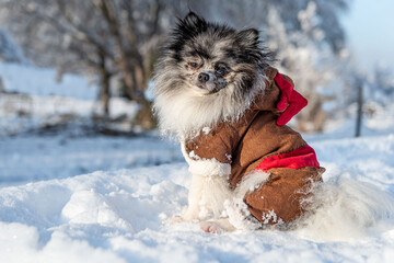 Pomeranian spitz dogs playing in the snow at Christmas