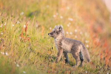 shot of The Arctic fox (Vulpes lagopus) enjoying a sunny day, in the middle of wild nature on grassy plains, a thick fur protects it from the winter, a cute fox discovers the world,Svalbard/Spitsberge