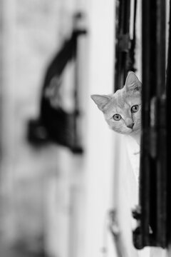 un chat nous regarde par la fen&ecirc;tre, juste la t&ecirc;te d&eacute;passe - photographie noir et blanc