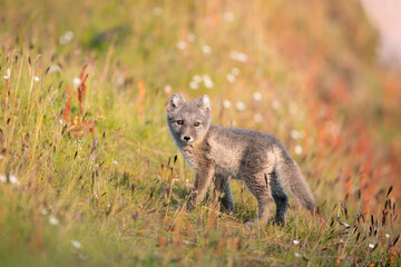 shot of The Arctic fox (Vulpes lagopus) enjoying a sunny day, in the middle of wild nature on grassy plains, a thick fur protects it from the winter, a cute fox discovers the world,Svalbard/Spitsberge