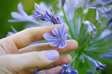 Lily of Nile flower (Agapanthus africanus hybrids species) - blue-flowered perennial flowers...