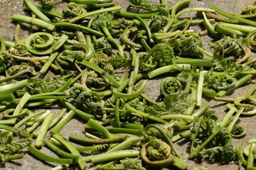 Fresh Young Fern Stems on Stone