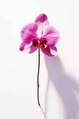 Pink orchid isolated on white background.Minimal concept.