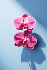 Pink orchid on pastel blue background.Minimal concept.