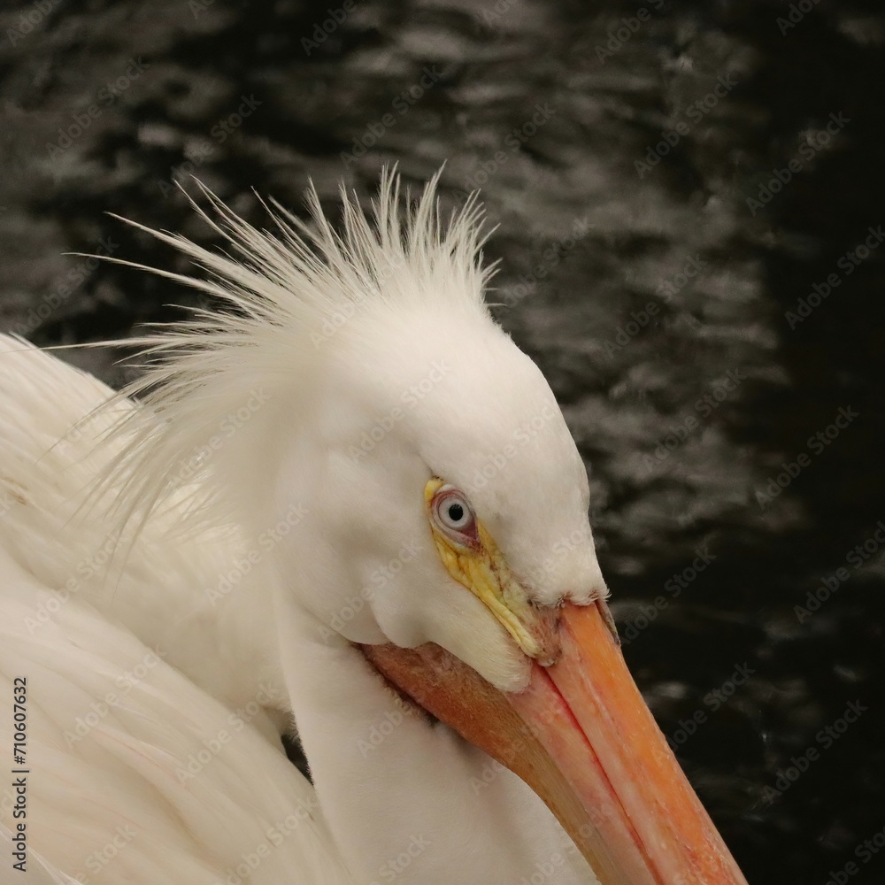 Sticker Deranged Look Bad Hair Day White Pelican