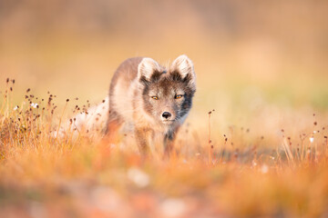 shot of The Arctic fox (Vulpes lagopus) enjoying a sunny day, in the middle of wild nature on...