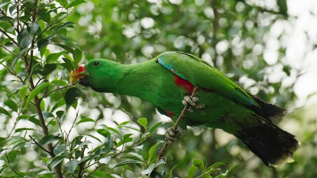 green eclectus parrot on a wood tree brach