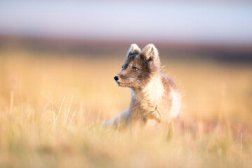 shot of The Arctic fox (Vulpes lagopus) enjoying a sunny day, in the middle of wild nature on grassy plains, a thick fur protects it from the winter, a cute fox discovers the world,Svalbard/Spitsberge - obrazy, fototapety, plakaty