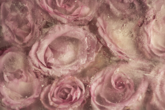 background of pink deep frozen roses 