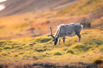 a shot of a Svalbard reindeer in the wild alone in the middle of the mountain plains on a beautiful...