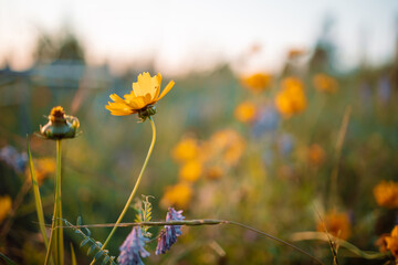 Meadow flowers in early sunny fresh morning. Vintage autumn landscape background. colorful...
