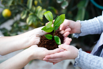 Tu Bishvat Day and the global concept of environmental protection. Adult and child are holding green growing seedling growing from soil. CSR goes green