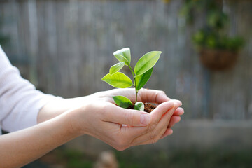 Women's hands plant seedlings in the soil. Young plant, growth of new life. Ecology. Tu Bishvat (B'Shevat) concept