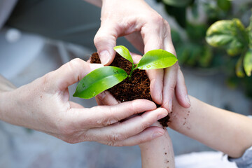 Tu Bishvat/Tu Bishvat Day. People's hands joined together in the shape of a heart are holding green growing seedling growing from soil