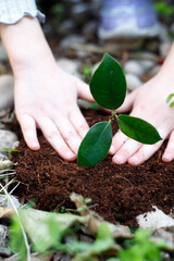 Children's hands plant seedlings in the soil. Young plant, growth of new life. Ecology. Tu Bishvat (B'Shevat) concept