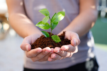 Teen's hands plant seedlings in the soil. Young plant, growth of new life. Ecology. Tu Bishvat...