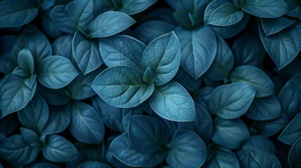 Organic Nature Background with Basil Leaves