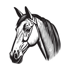 Horse Head illustration