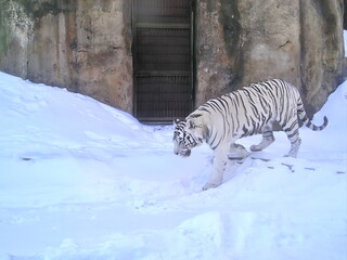Russia, Moscow, Zoo, tiger in the snow