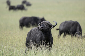 black buffalos on a green meadow in natural conditions in a national park in Kenya