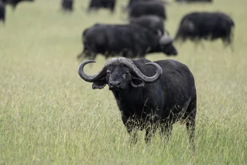 Papier Peint photo Parc national du Cap Le Grand, Australie occidentale black buffalos on a green meadow in natural conditions in a national park in Kenya