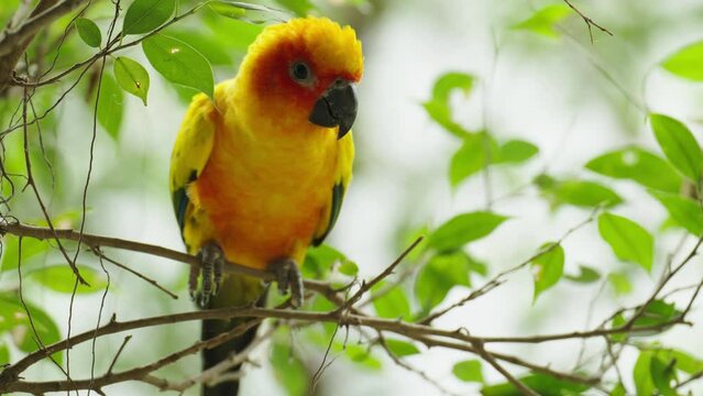 sun conure parrot bird (Aratinga solstitialis) on a wood tree branch