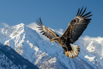 Eagle in flight against a backdrop of snowy mountains under clear blue skies