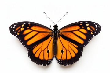 Obraz premium Monarch butterfly on white background