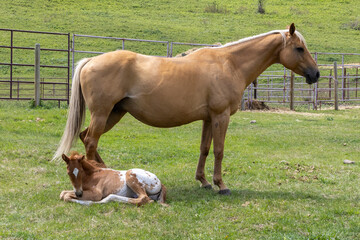 A Palomino mare stands protectively over her young red and white Appaloosa foal that is lying on the green grass in the pasture.