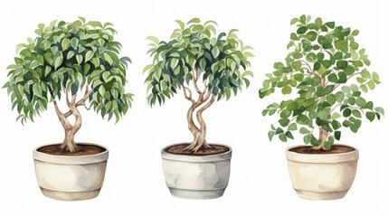 watercolor style illustration of various type bonsai tree in pot, collection set, isolated on white background