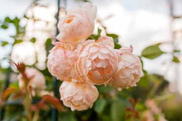 Wollerton Old Hall climbing rose. Blooming creamy rose cluster flowers grow in summer garden. Close...
