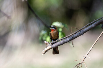 white-fronted bee-eater in natural conditions on a green branch in a national park in Kenya