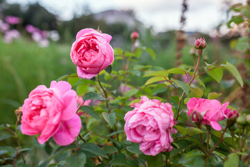 Pink Mary rose blooming in summer garden. Bunch of double nostalgic flower grow on border. Austin...
