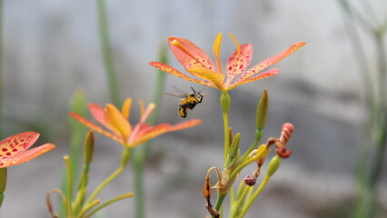 Fototapeta premium A bee flies over a flower in the garden. This asset captures the beauty of nature and is suitable for use in gardening, environmental, and spring-themed designs.
