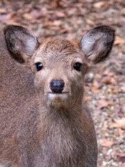 Young deer in Nara Japan