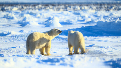 Polar bear family, mother and baby together, relax on the snow