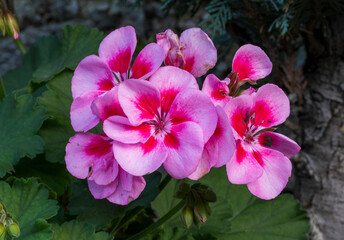 Detail of purple flower of Pelargonium plant. Blurred background.