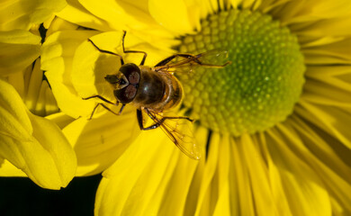 Detail of a bee on a large yellow flower.