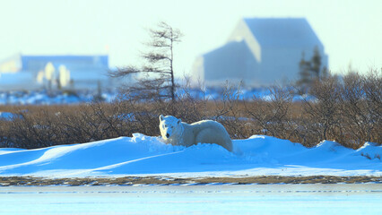Large female polar bear on snow-covered ground