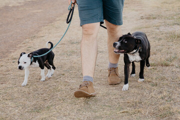 Two young Staffy dogs being walked on leash -  heel walking