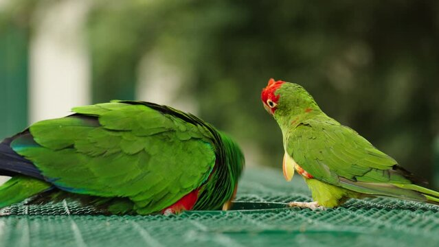 pair of green macaw (Ara ambiguus) and eclectus parrot