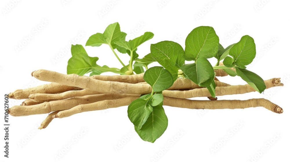 Poster a collection of root with vibrant green leaves against a clean white background. suitable for variou