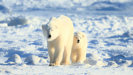 A polar bear and cubs in the snow