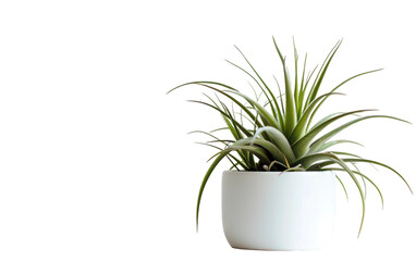 Air Plant in Pure Pot on a transparent background
