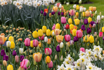 colorful tulips blooming in a garden - obrazy, fototapety, plakaty