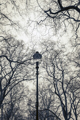 A street lamp amidst bare trees, creating a mystical atmosphere, ideal for themes of solitude, mystery, or nature beauty. Vertical black and white photo