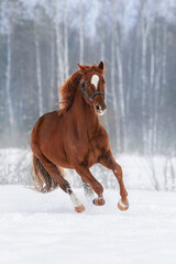 Beautiful horse running in winter