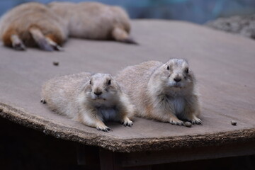 prairie dog on the ground